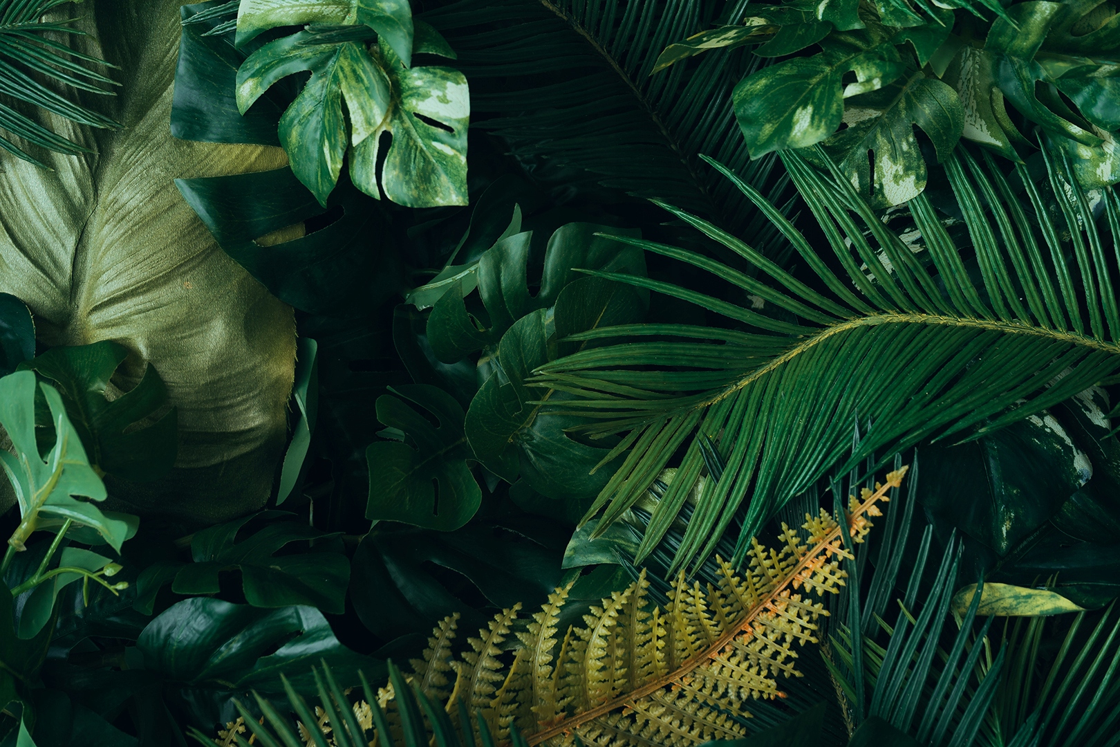 

Fototapeta Monstera Palma Liście M02 490x260