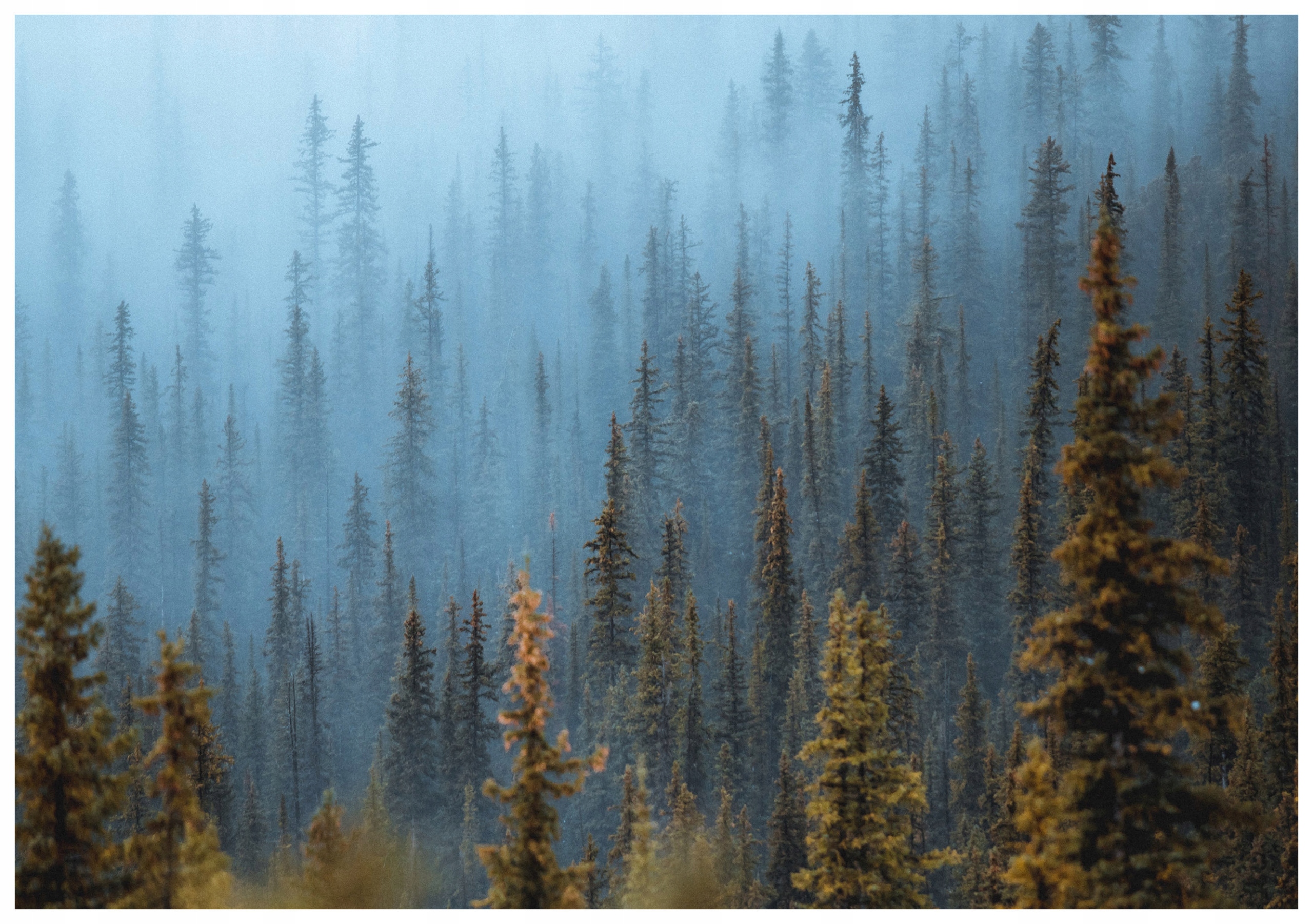 Fototapeta Hmlistý ihličnatý les vinylová 368x254 Perspektíva prírody lepidlo