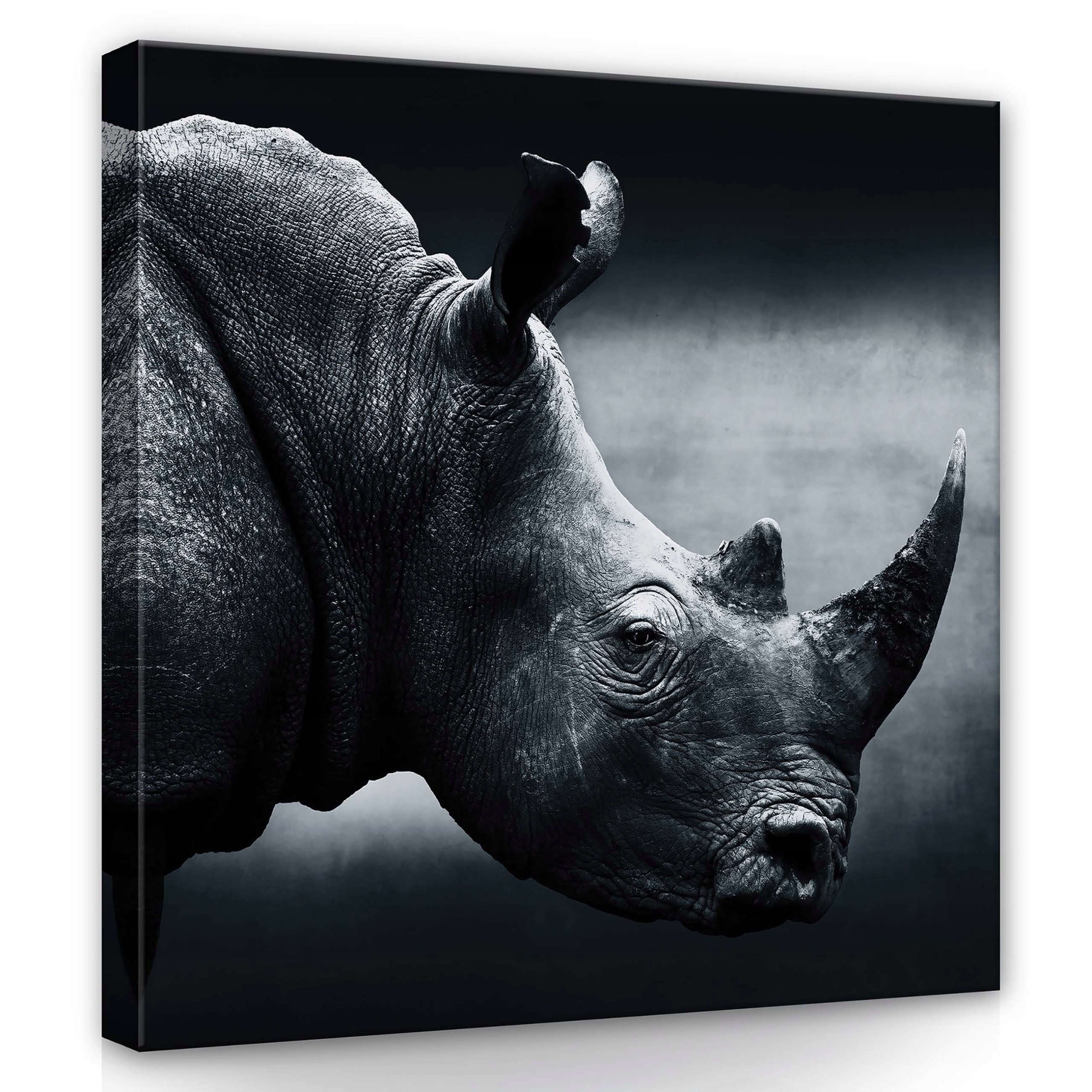 Obraz 80x80 Nosorožec portrét zvíře divoká příroda síla textura kontrast
