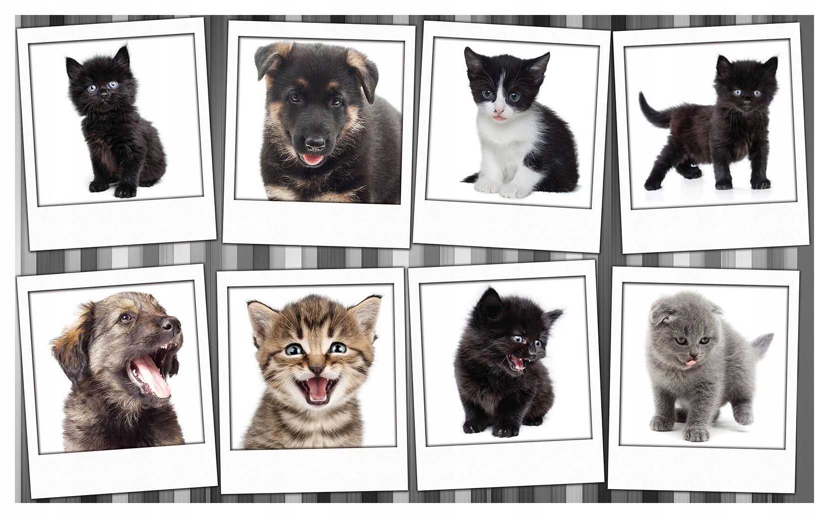 Vliesová fototapeta Sladká zvířátka Radost a útulnost 254x184 lepidlo