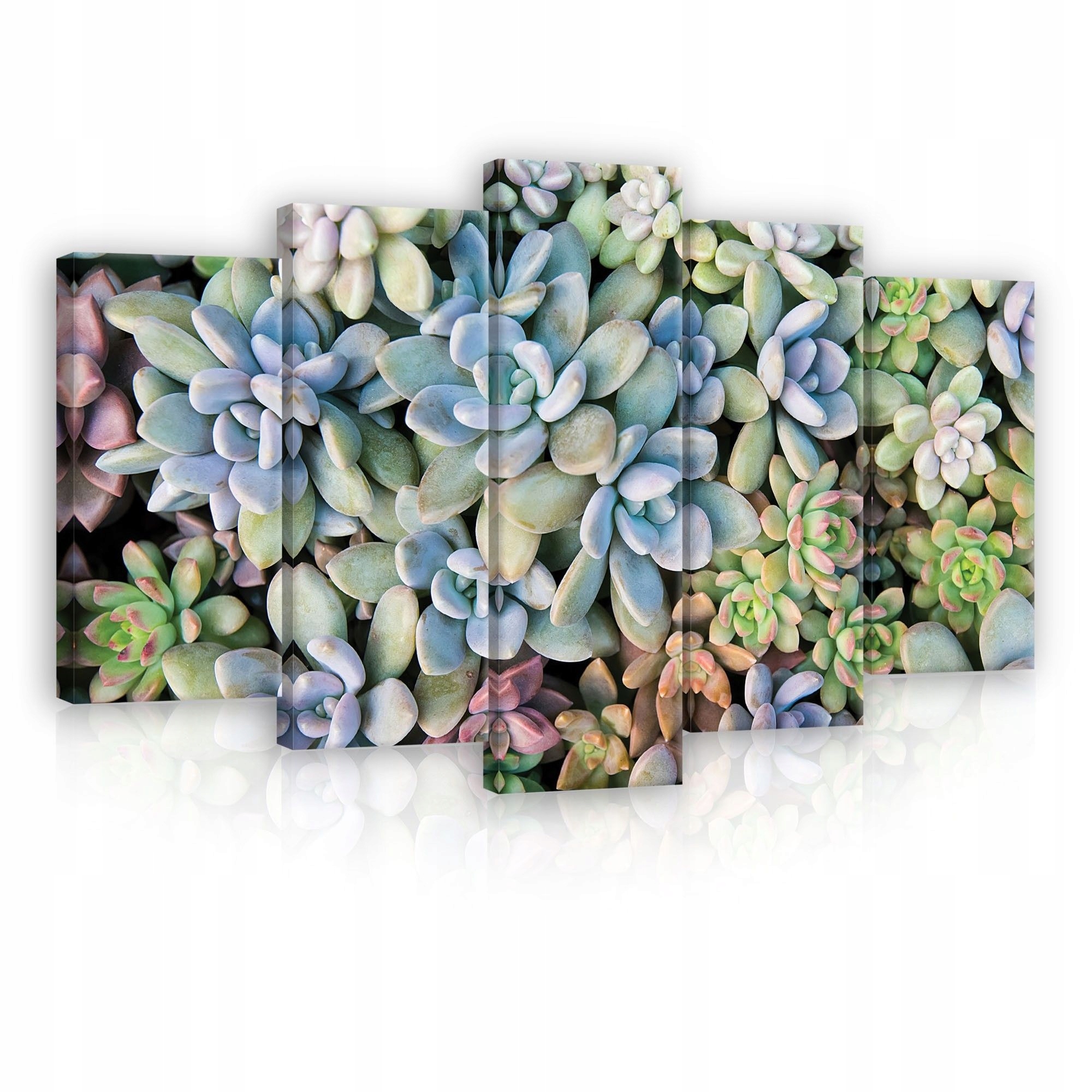 Obraz 100x60 Sukulenty modulární rostliny příroda dekorace na zeď