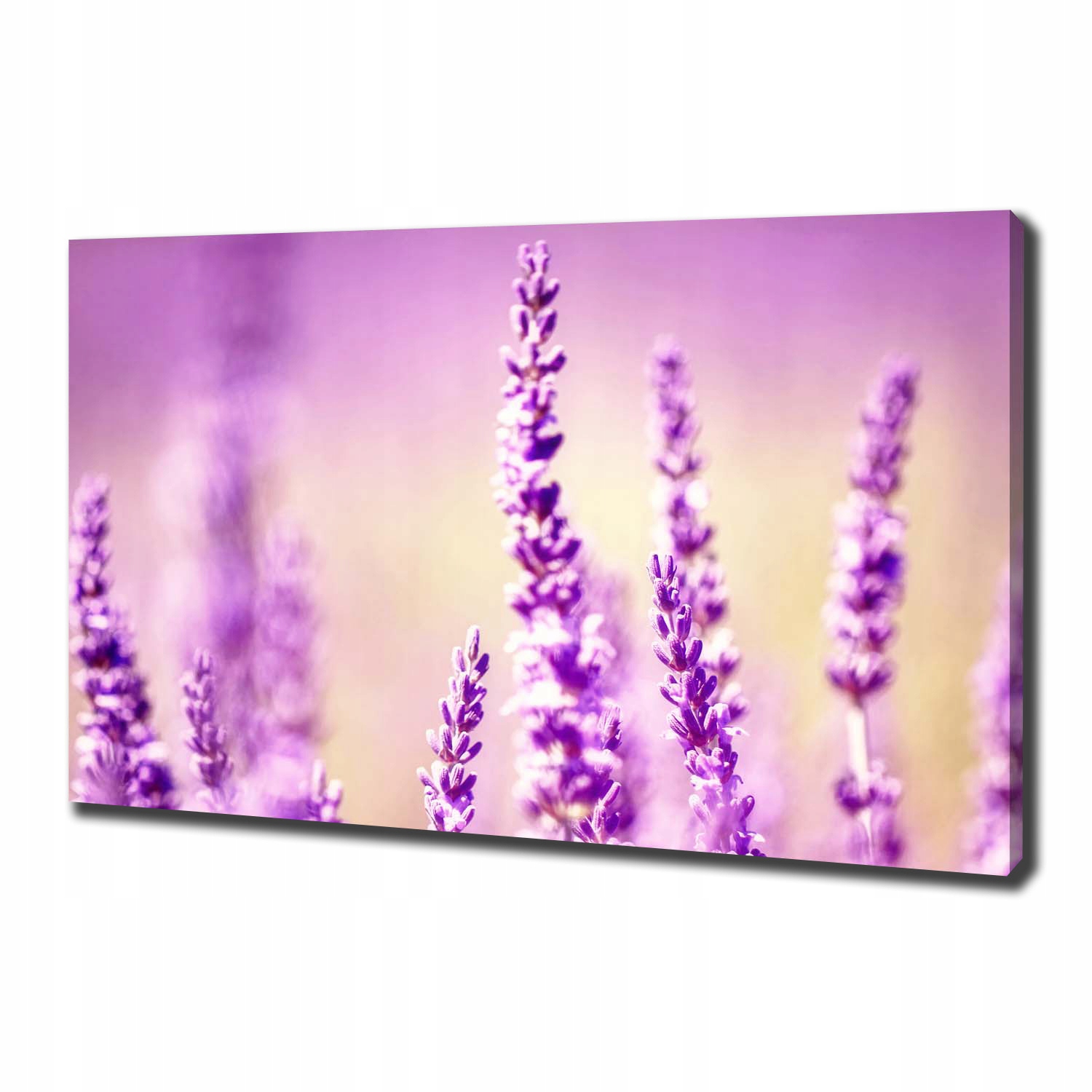 

Foto obraz canvas na ścianę Lawenda 100x70 cm