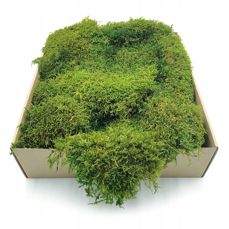 200g mech PŁASKI wypełnienie do mech chrobotek