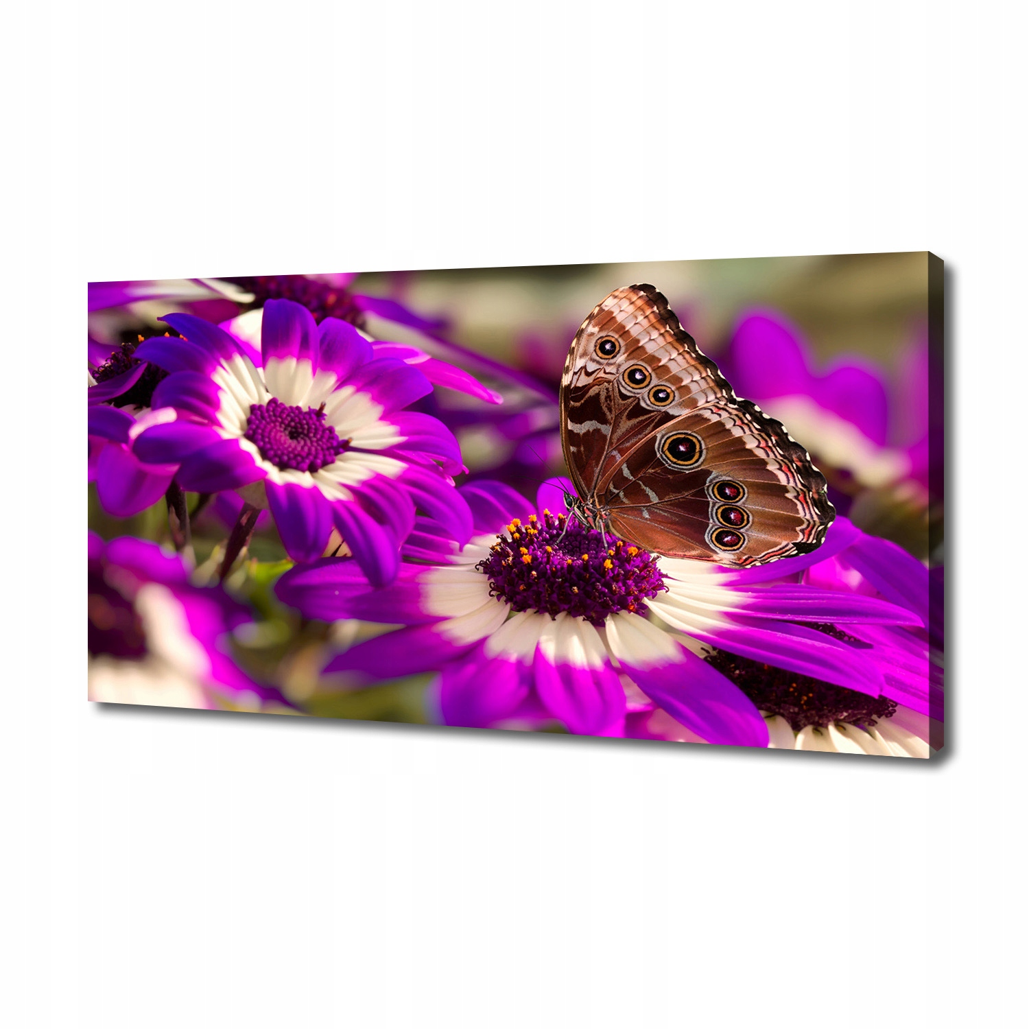 

Foto obraz na płótnie Motyl na kwiatku 140x70 cm