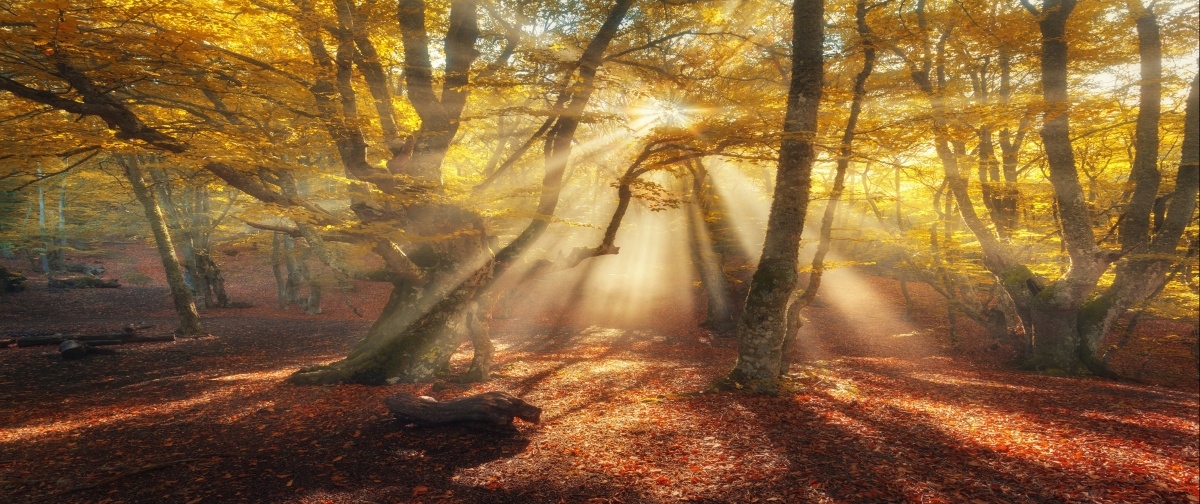 

Fototapeta Flizelinowa Magiczny las 250x104