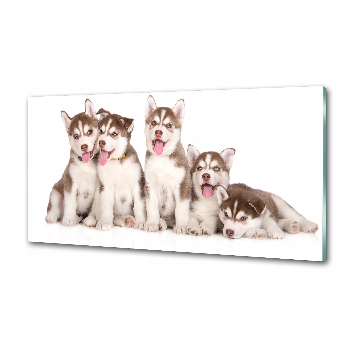 Panel do kuchyne Šteniatka Husky 100 x 50 cm Lepidlo