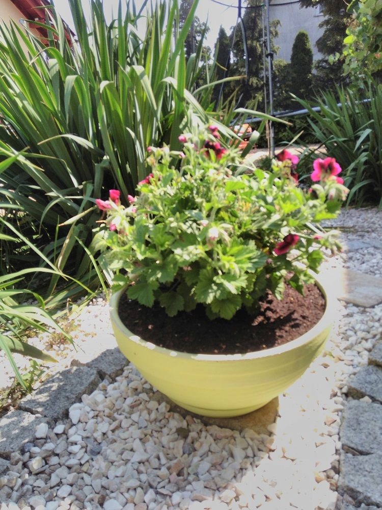 SpaceCreation Farba outdoor do metalu drewna betonu 0,75L Limonka Ogrodowa Marka Space Creation