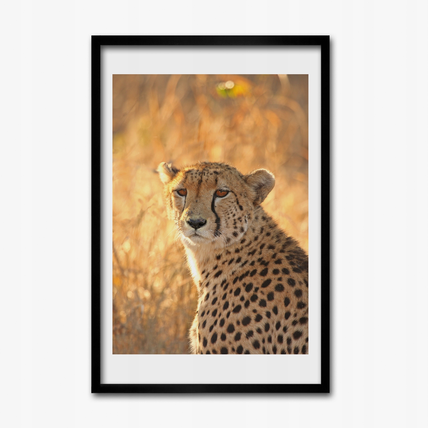 Obraz v rámu na zeď Gepard kočka tráva 40x60 cm
