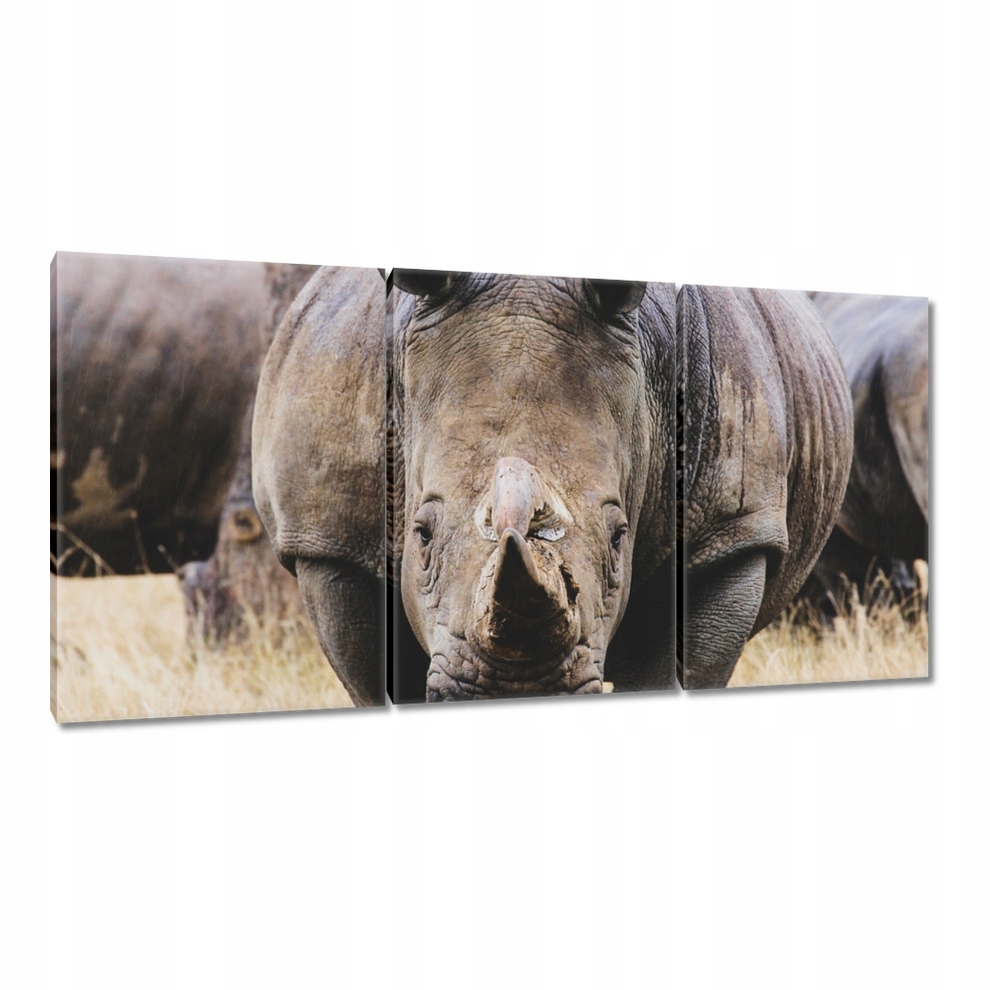 

Obrazy 120x60 Zwierzęta Zwierzątka