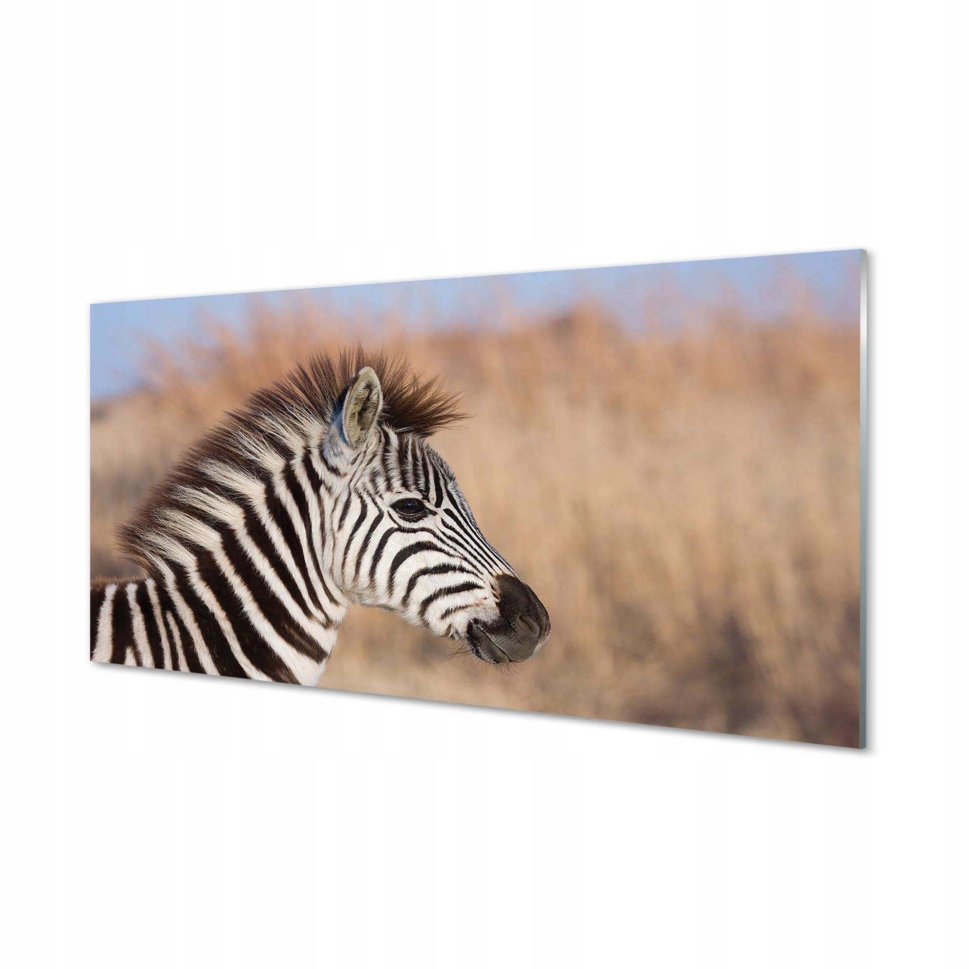 Moderní skleněný obraz do obývacího pokoje Zebra 140 x 70 cm