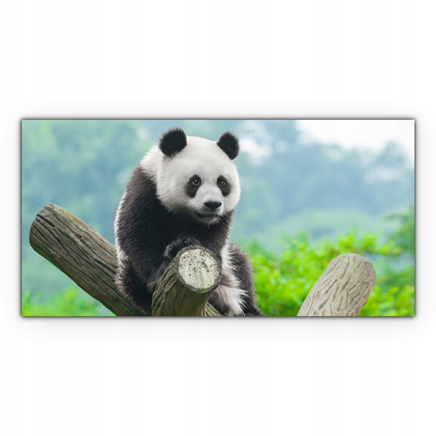 

Canvas płótno do sypialni 140x70 Panda Niedźwiedź