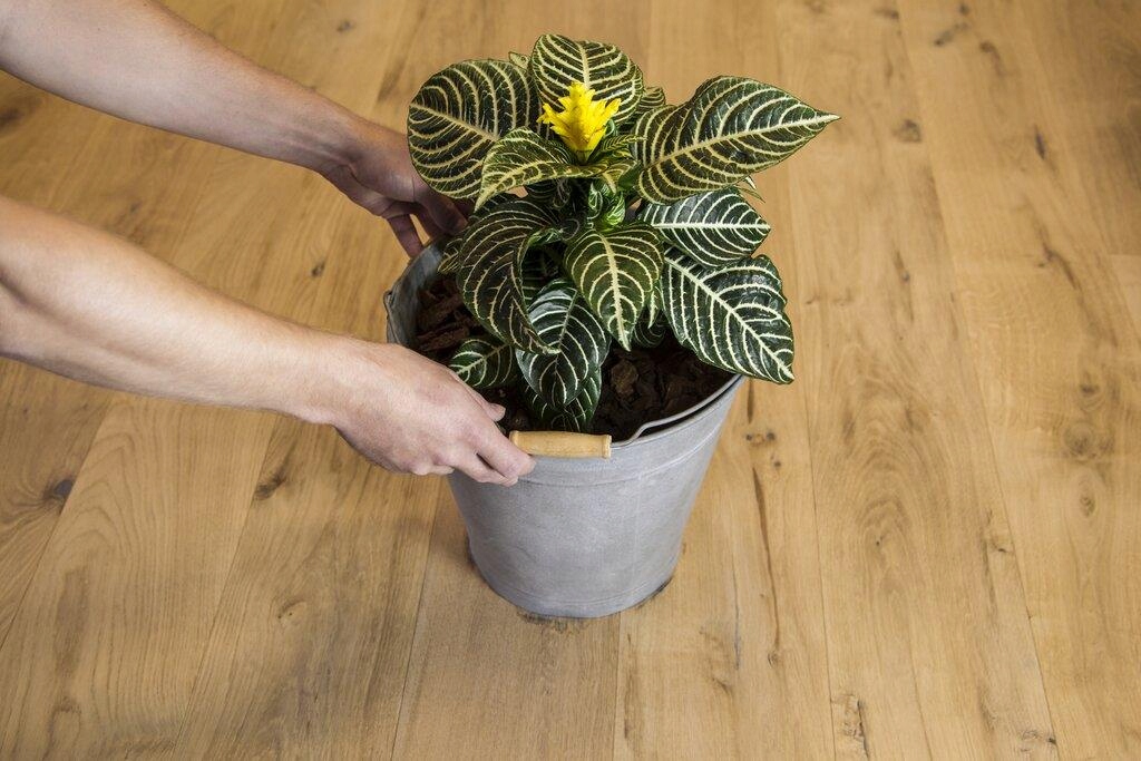 WOCA Neutralizer czarnych plam do drewna 0,25L Kod producenta 5708055020862