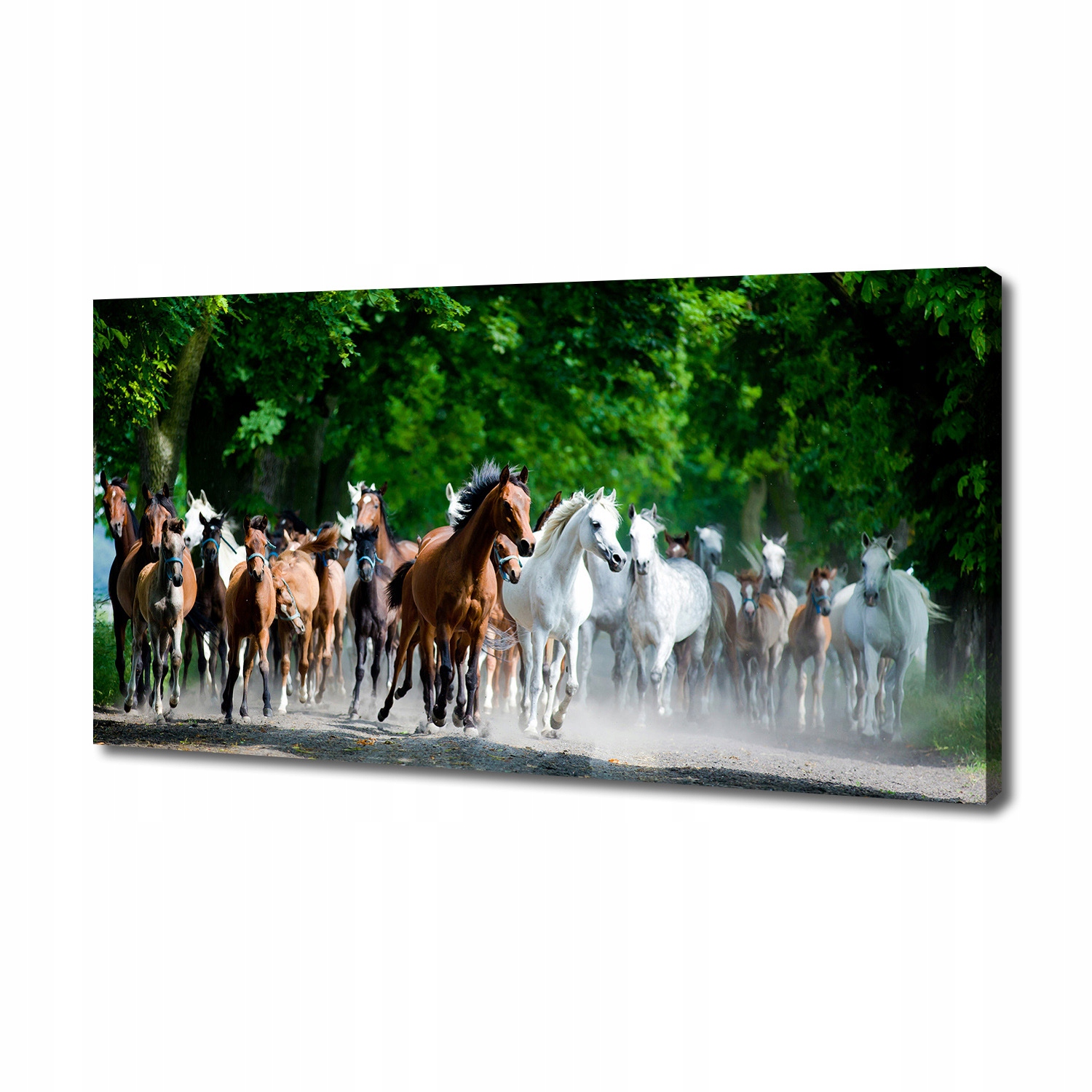 

Foto obraz na płótnie Konie w galopie 140x70 cm