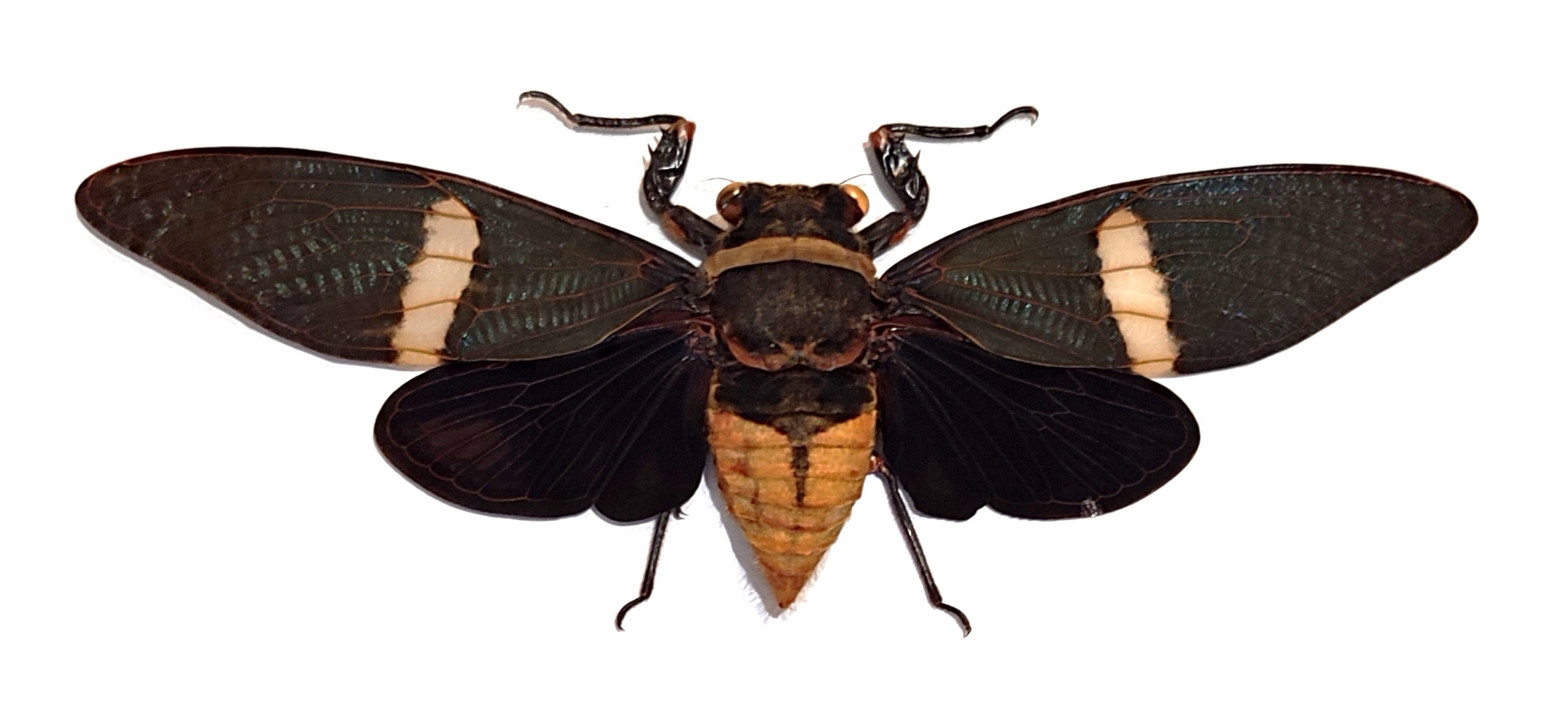Cykada Tosena fasciata 130 mm !!