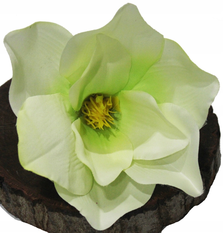 

Magnolia Główka Wyrobowa Pistacjowa