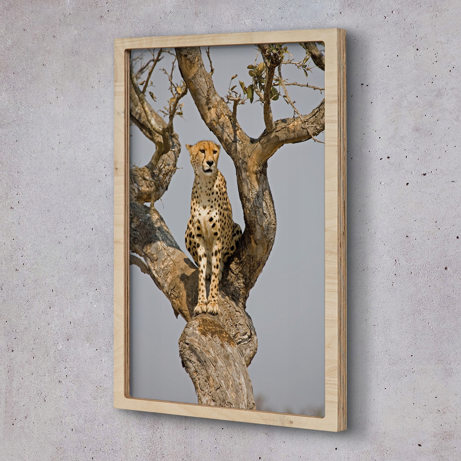 Nástěnný obraz v rámu Gepard kočka strom 40x60 cm