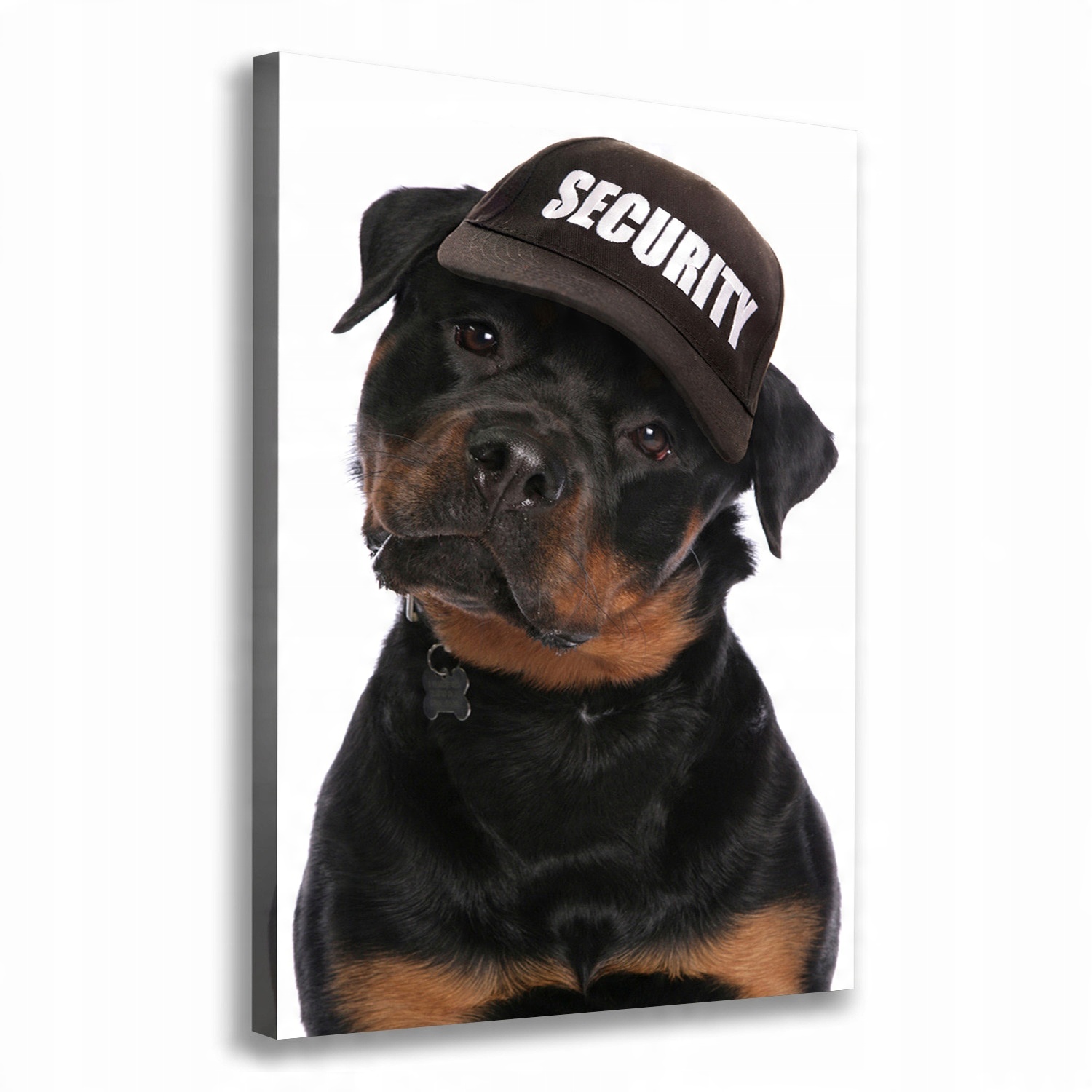 

Foto obraz na płótnie Rottweiler w czapce 70x100cm