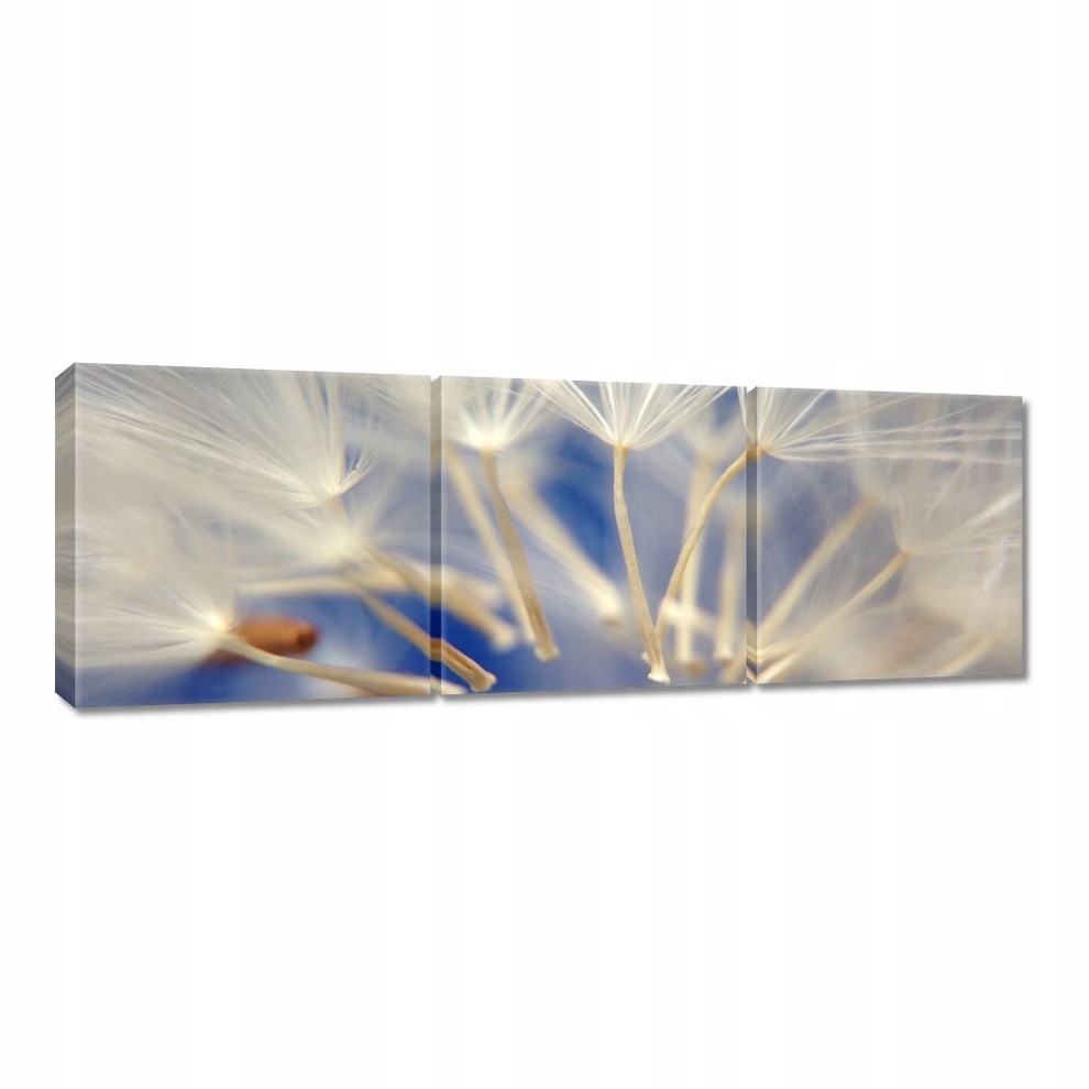 

Obrazy 60x20 Dmuchawiec Kwiat Kwiatki