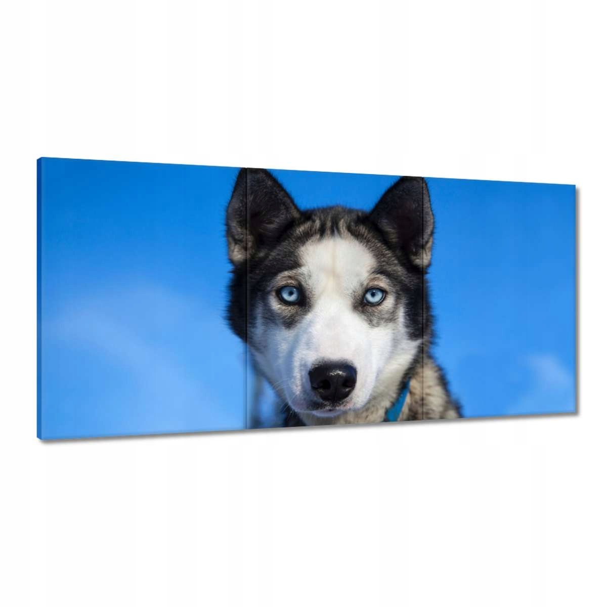 Obrazy 180x90 Husky