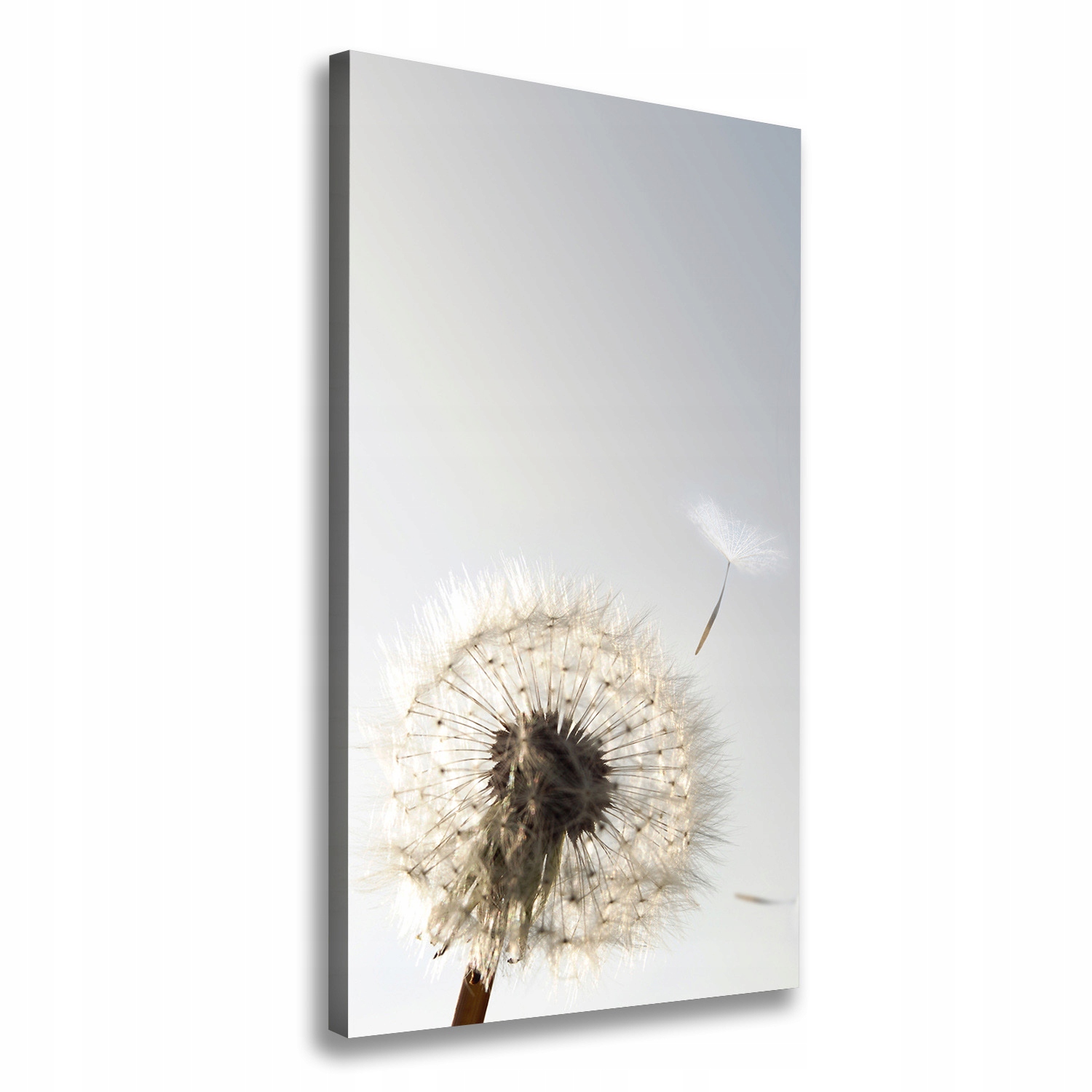 

Foto obraz na płótnie do salonu Dmuchawiec 60x120