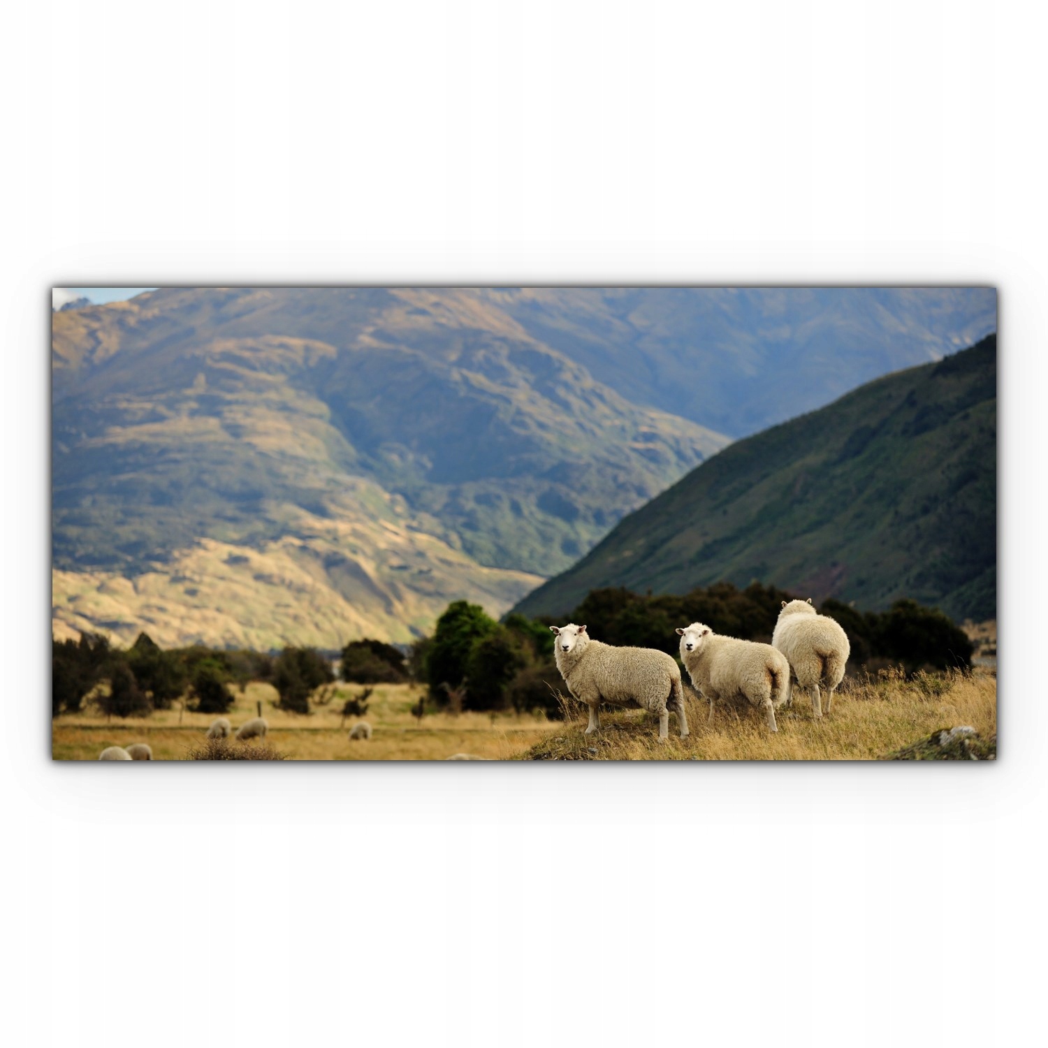 

Obraz Canvas dekoracja 120x60 Owca Nowa Zelandia