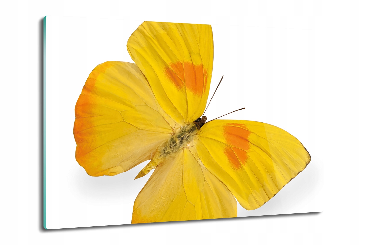 

ze szkła deska prostokątna Żółty motyl owad 80x52