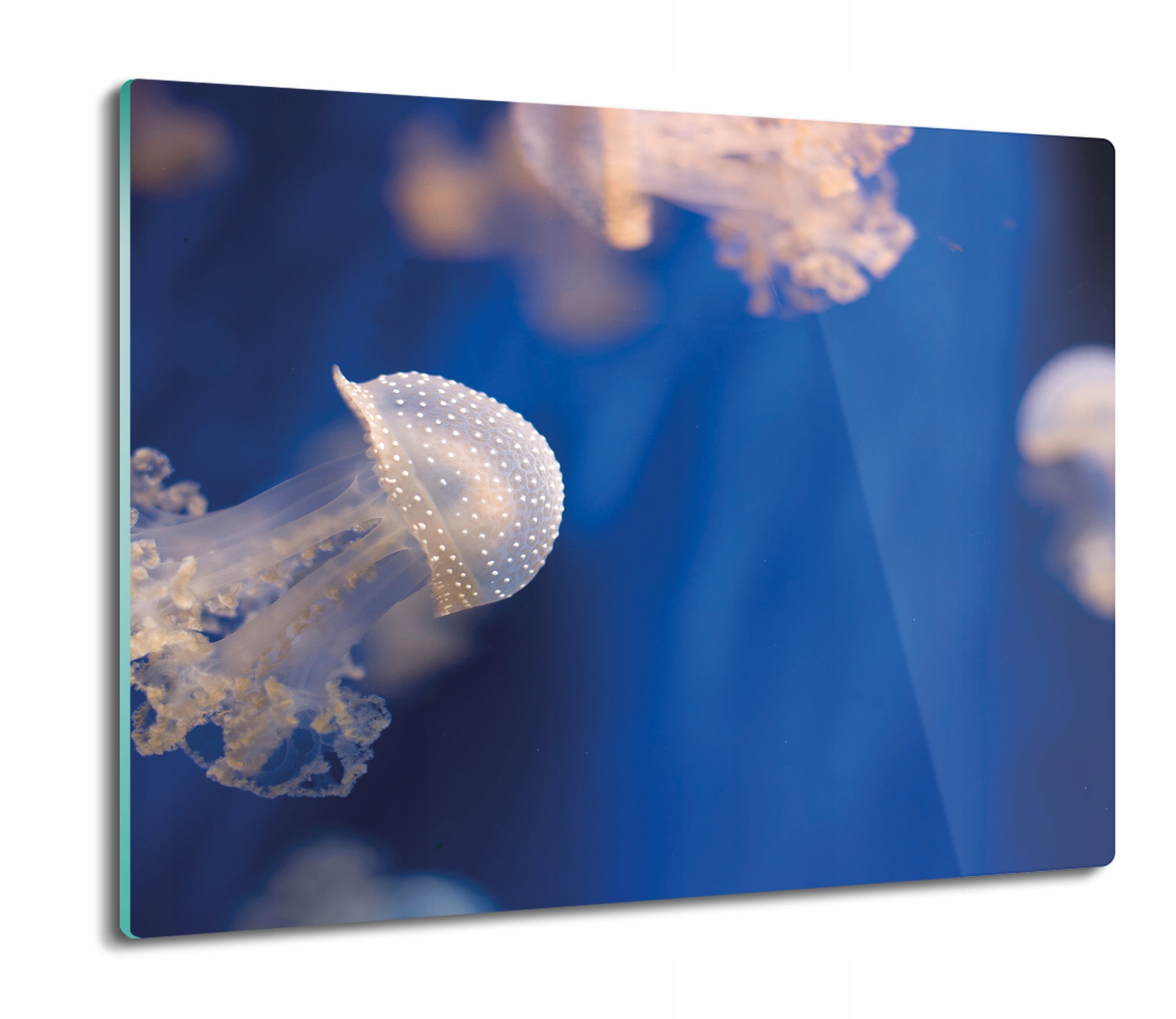 

Meduzy morze ocean 60x52 deska kuchenna szklana