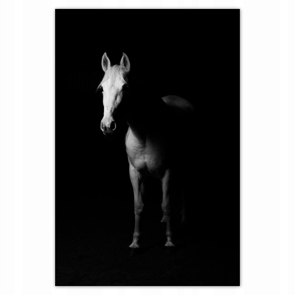 

Plakat 62x93 Koń w cieniu