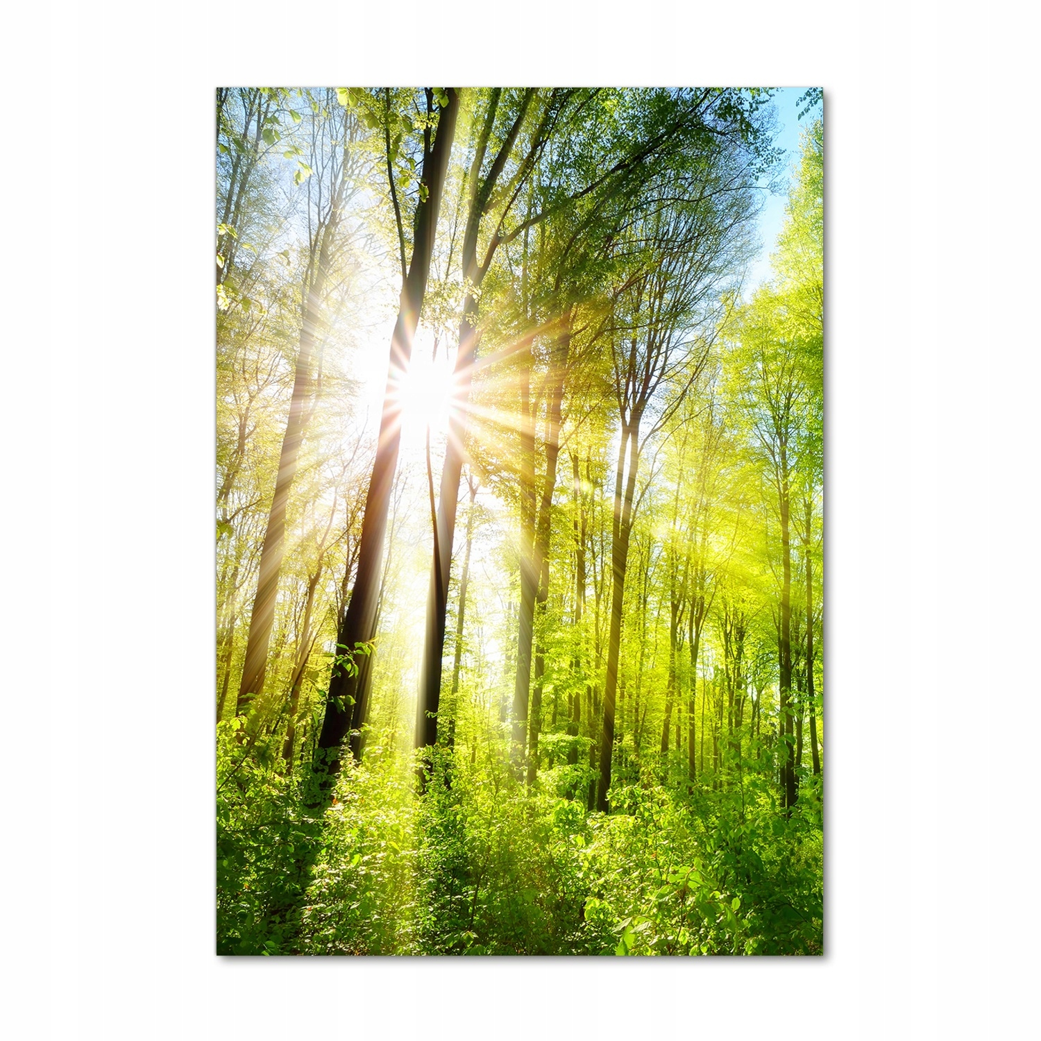 

Foto obraz zdjęcie na szkle Słońce w lesie 70x100