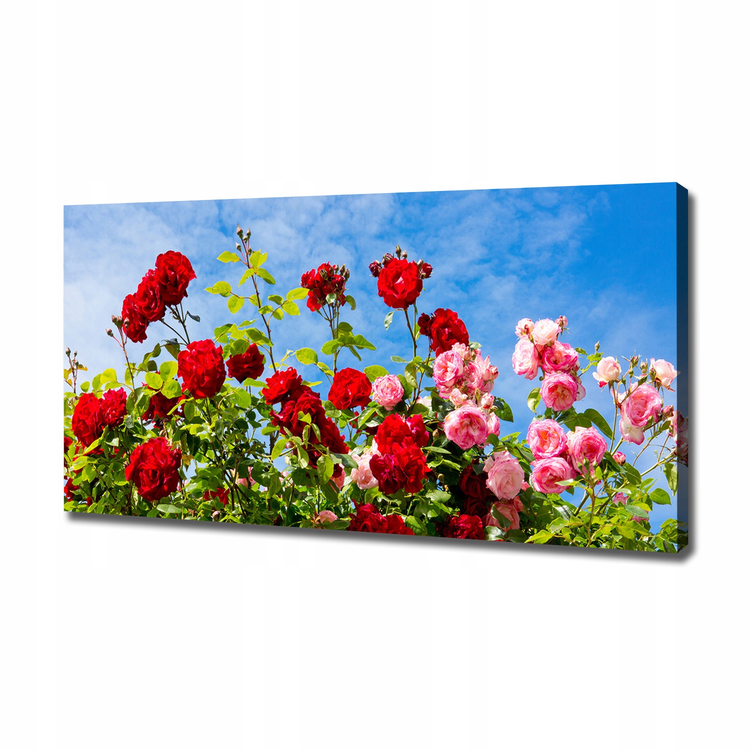 

Foto obraz canvas na ścianę Dzikie róże 120x60 cm