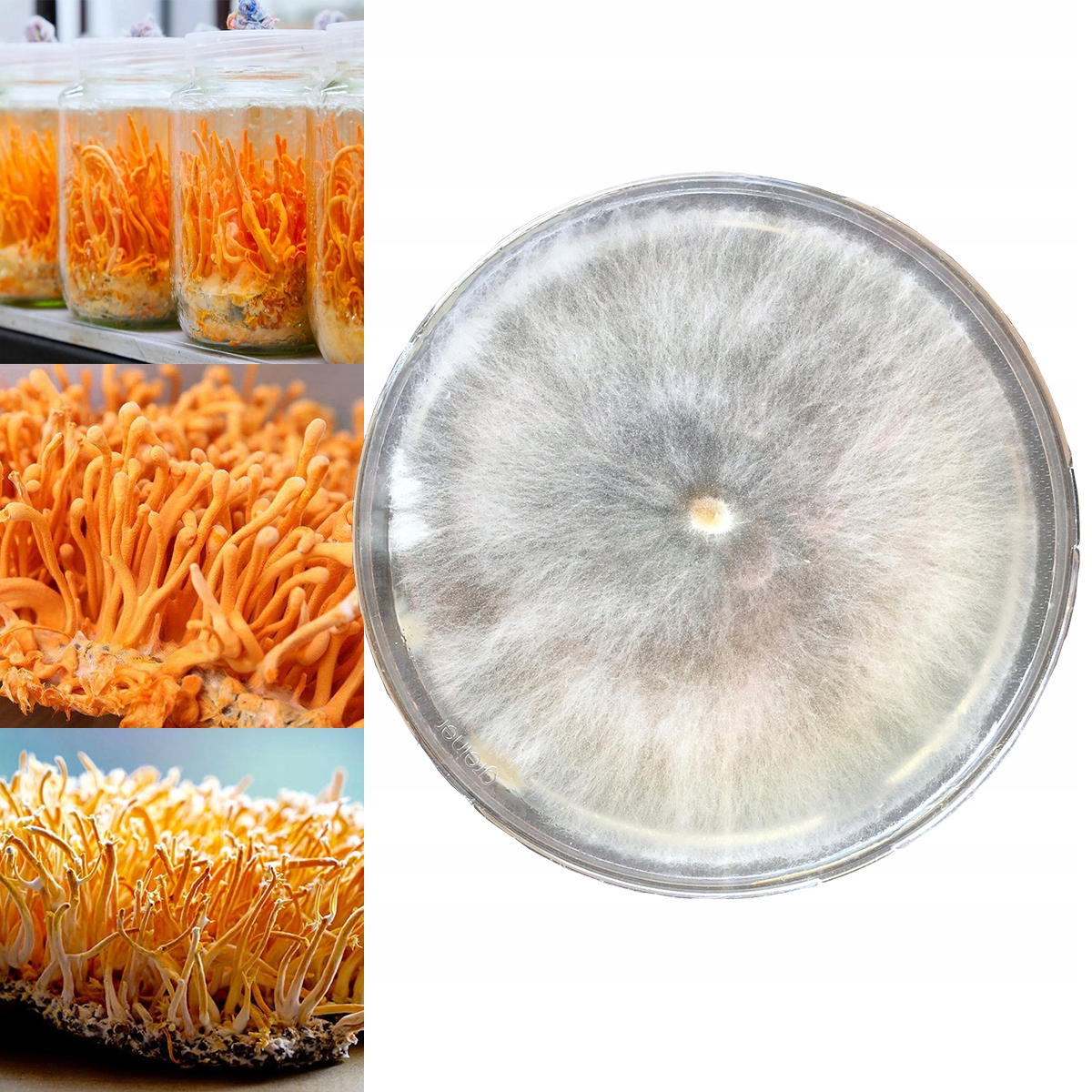 Levně Cordyceps petriho miska