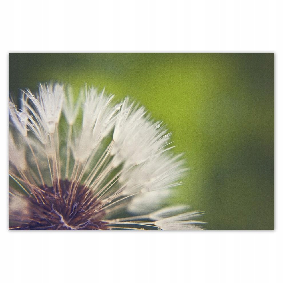 

Plakaty 60x40 Dmuchawiec Kwiat Kwiatki