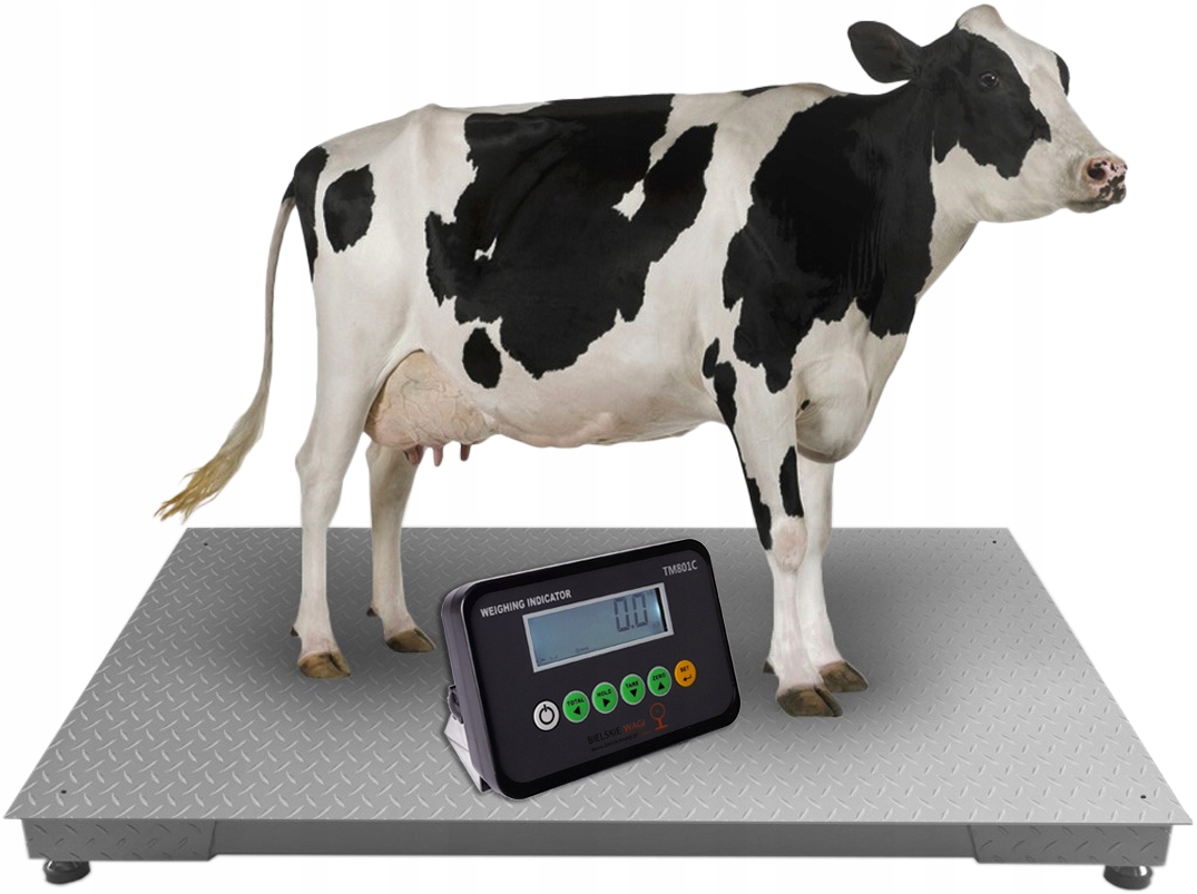 WAGA INWENTARZOWA DO KRÓW BYKA ŚWIŃ 1,2x2,2m 3T