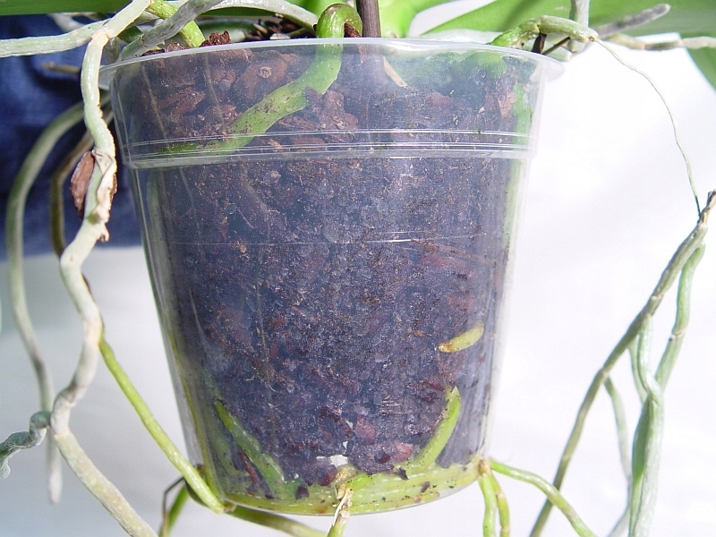 Przeźroczysta bezbarwna doniczka do storczyka orchidei <14cm 2szt Długość (cm) 13.5 cm