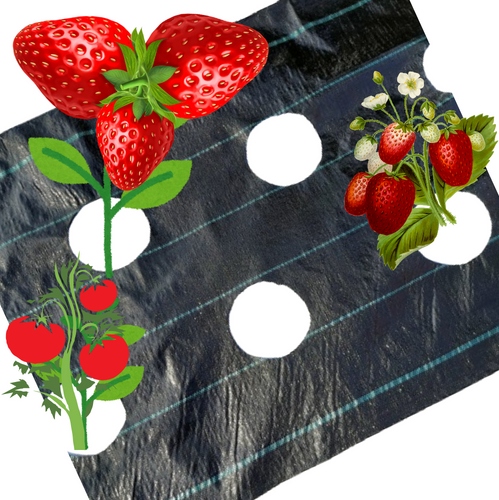 Agrotextilie s otvory pro Jahody Okurky Salát Rajčata Agrotextilie Uv