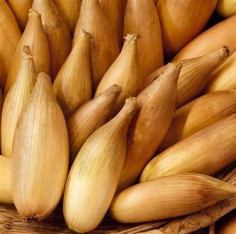 Cebula do Sadzenia Podłużna SOPELEK (5-21mm) 500g Wiosenna