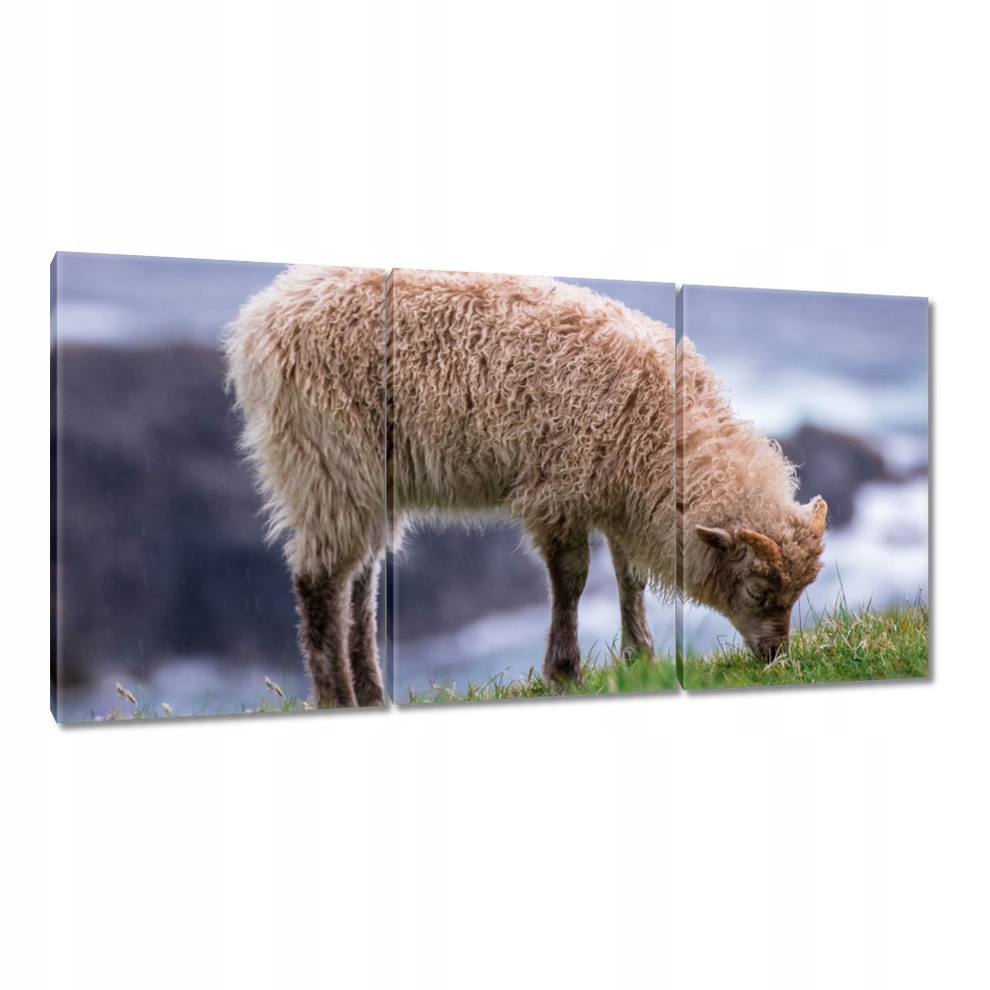 

Obrazy 120x60 Wypas owiec Owieczki Owce