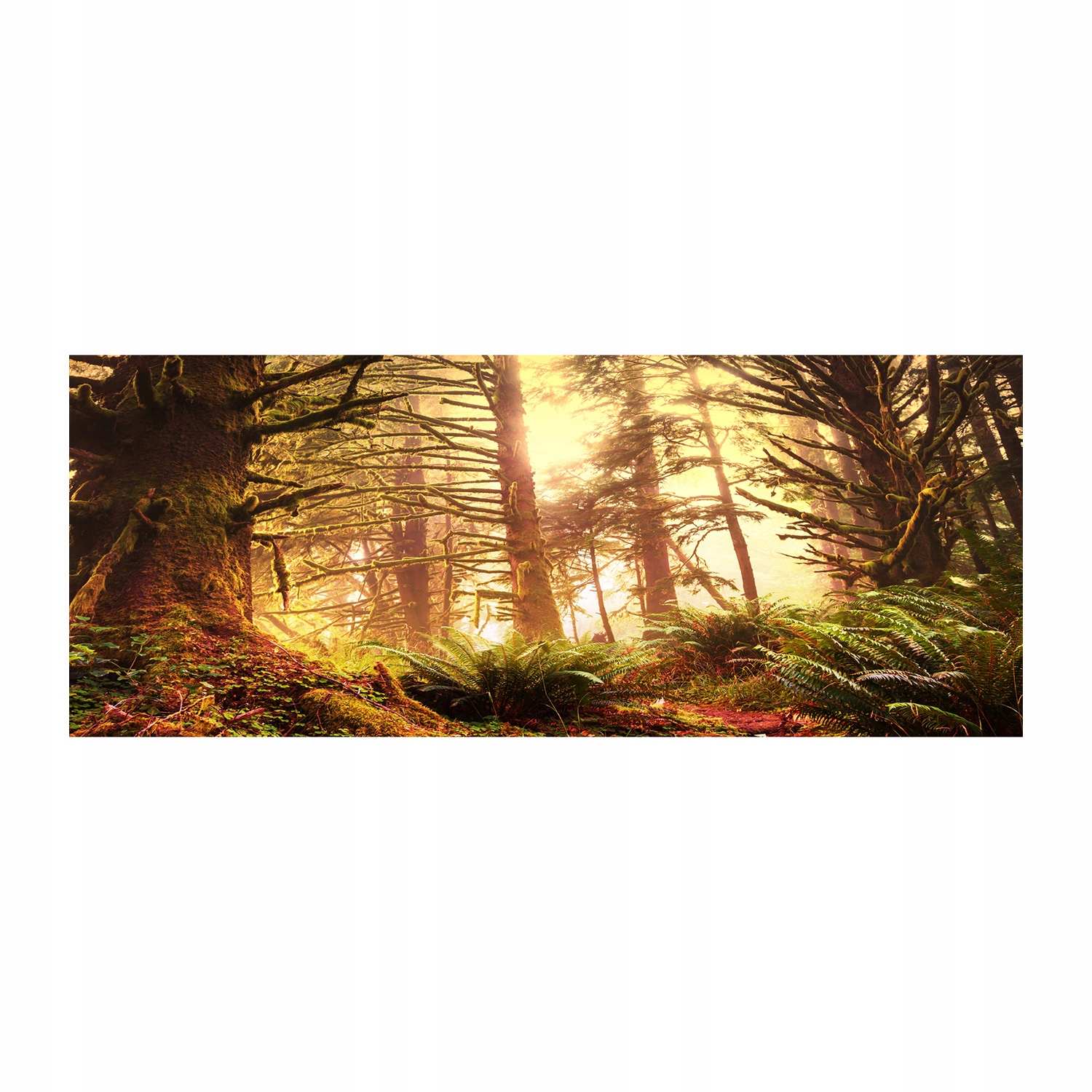 

Foto obraz akryl zdjęcie Las deszczowy 125x50 cm