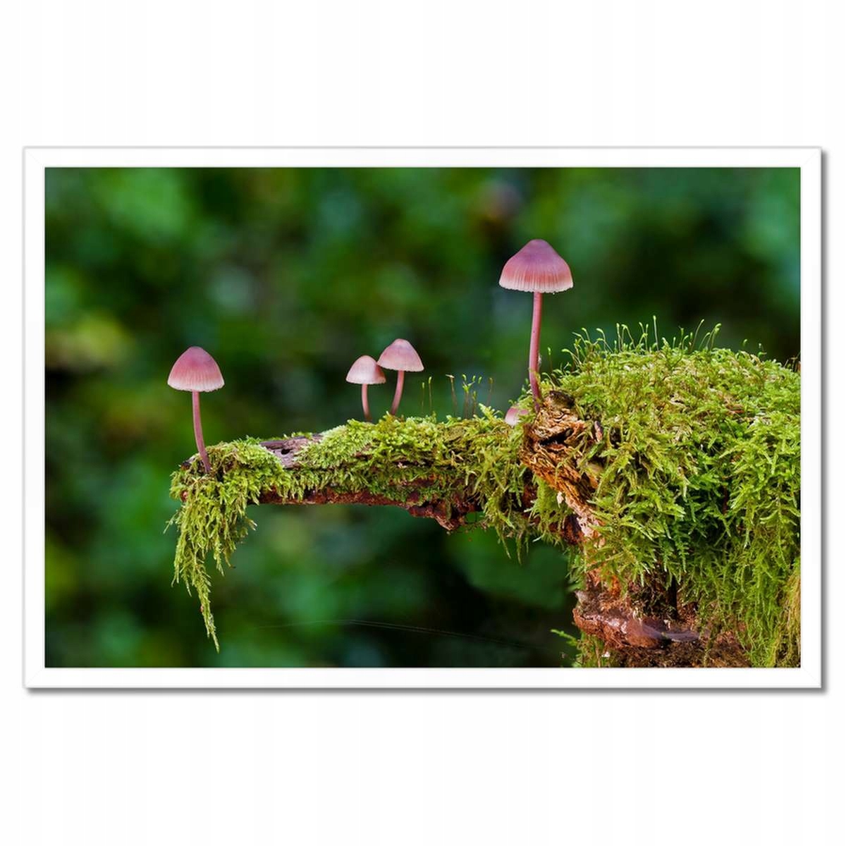 Plakáty v rámu 60x40 Houby na mechu Makro