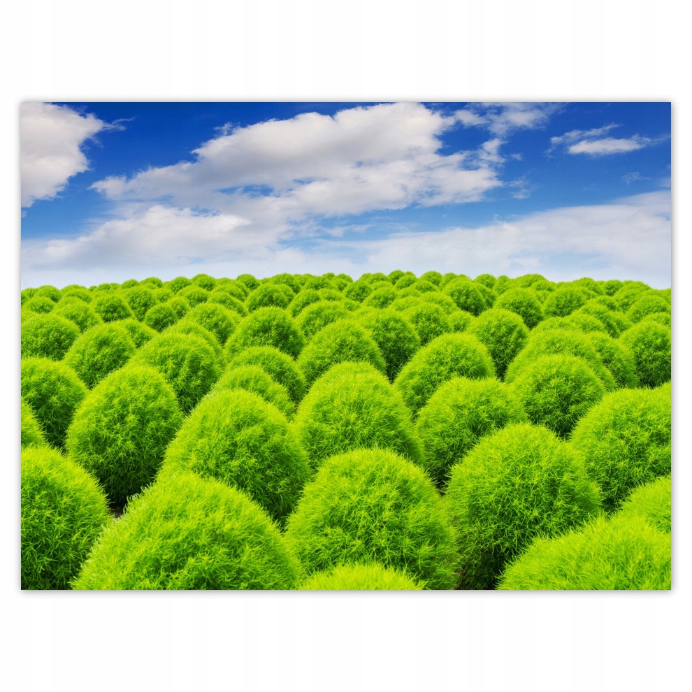 

Plakaty 40x30 Zielone spojrzenie Dolina