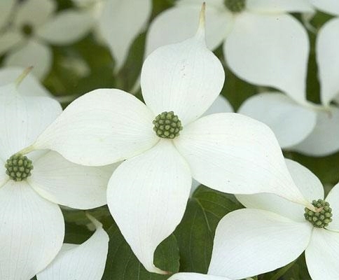 DRIEŇ KOUSA MILKY WAY CORNUS KOUSA 5 SEMIEN