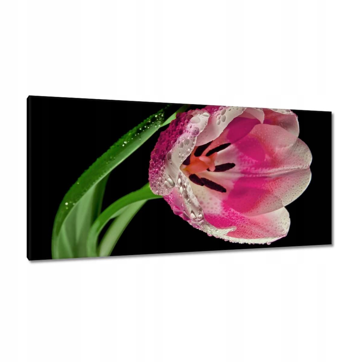 Obrazy 115x55 Růžový tulipán