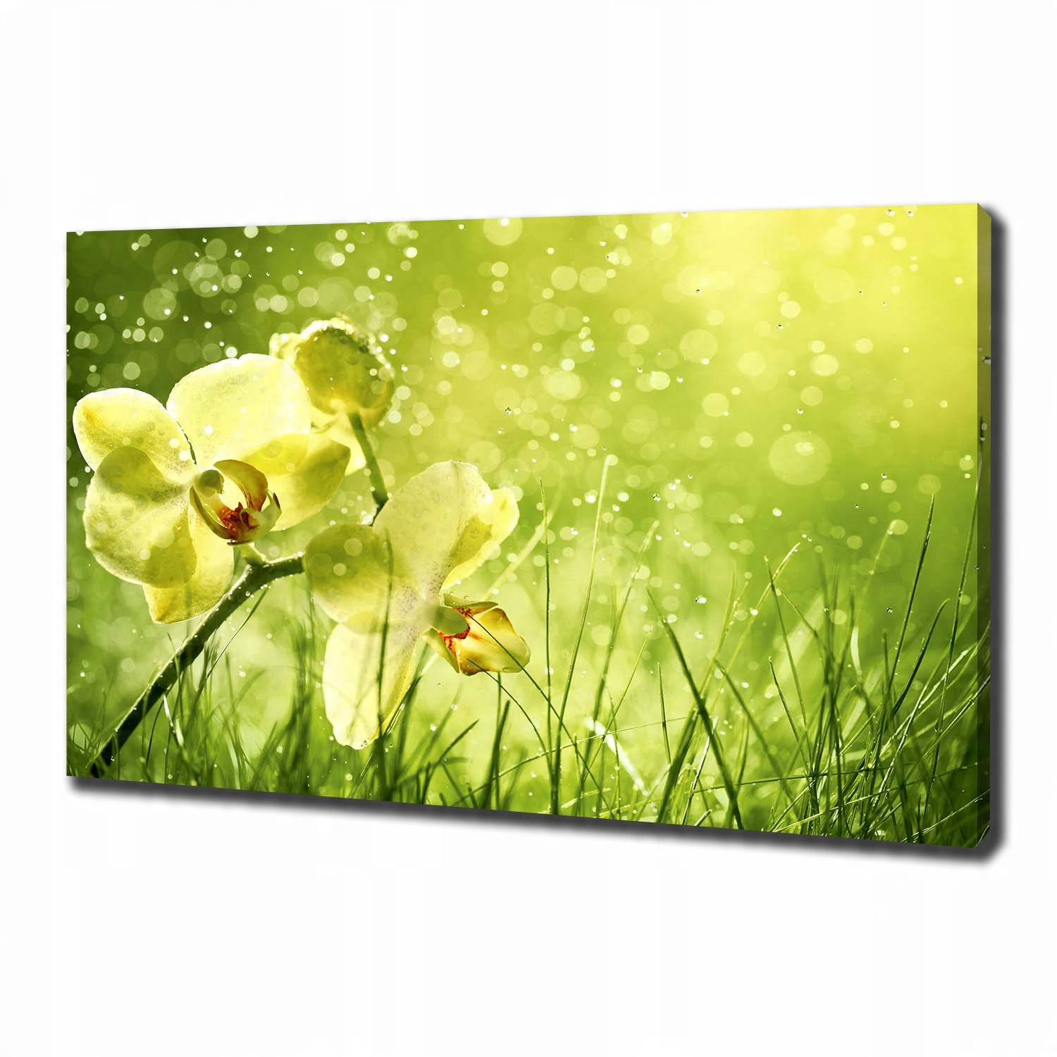

Foto obraz canvas na ścianę Orchidea 100x70 cm