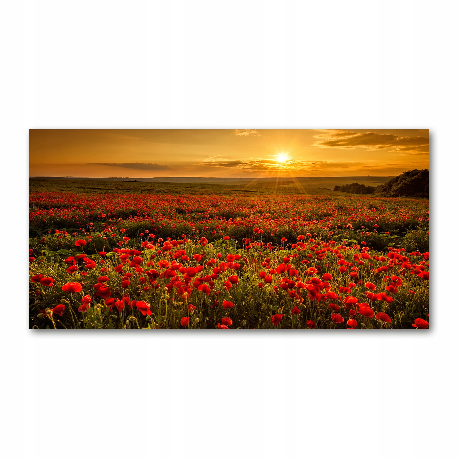 

Foto obraz na szkle akrylowym Pole maków 120X60 cm