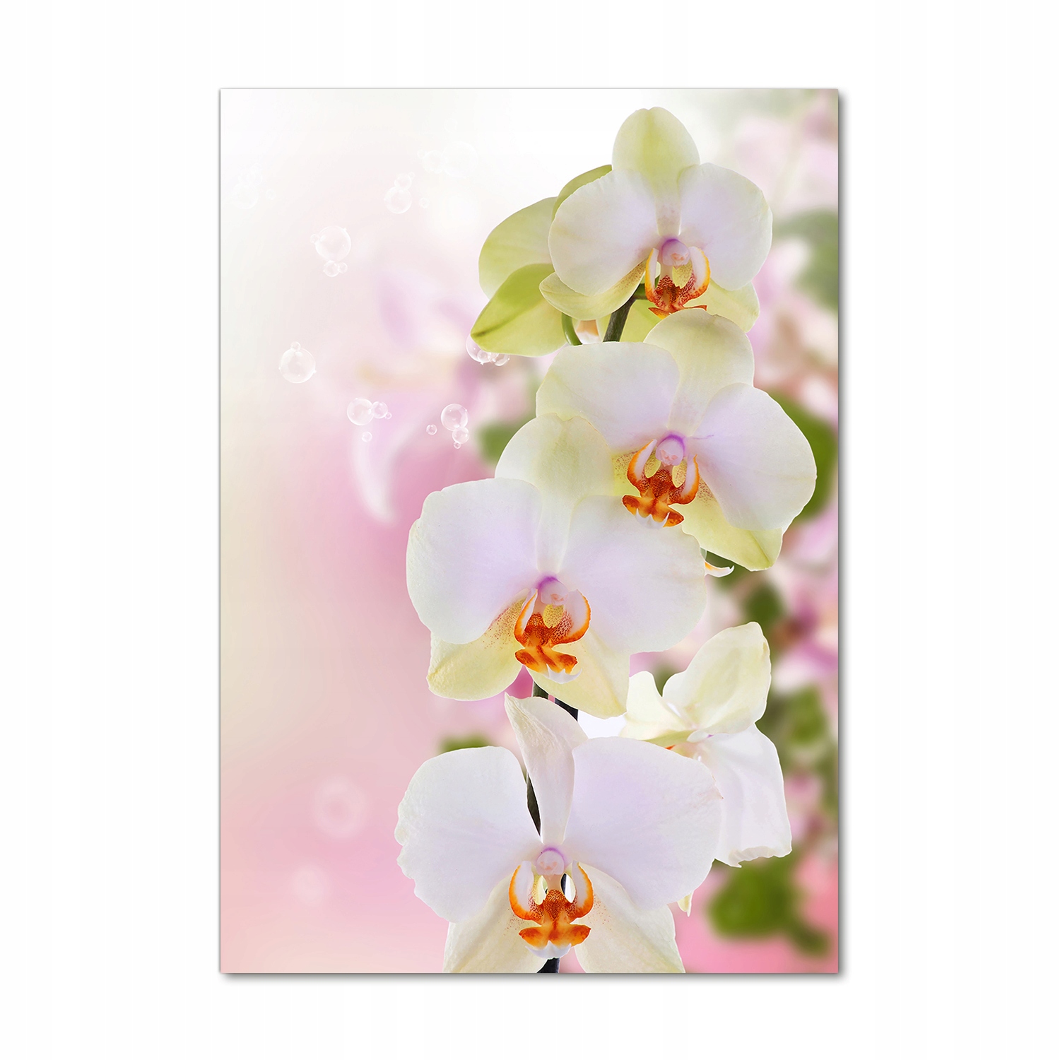 

Foto obraz akryl do salonu Biała orchidea 70x100cm