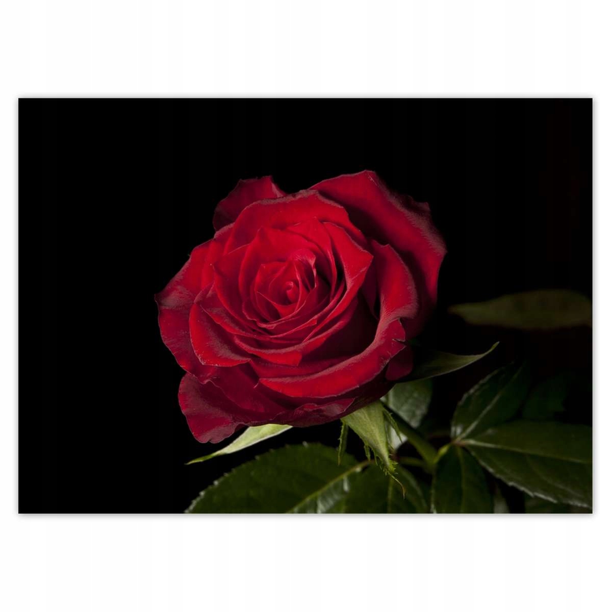 Fototapety 254x184 Krásna ruža