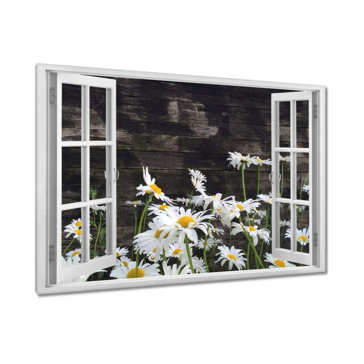 Obrazy 120x80 Kopretiny