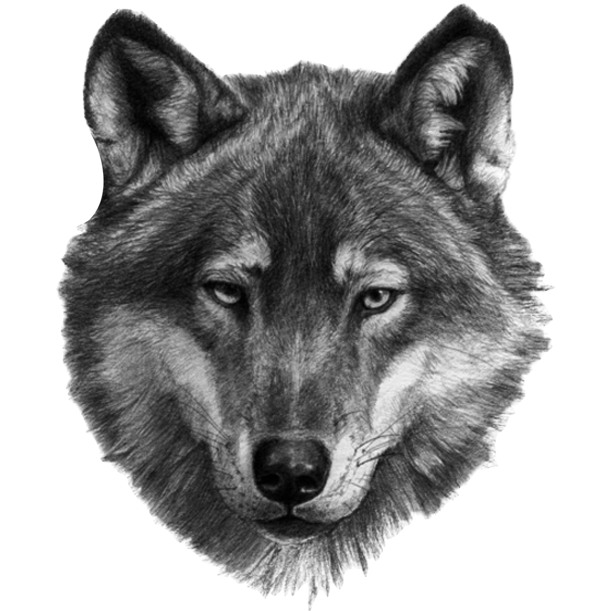 NAKLEJKA na samochód GŁOWA WILKA Wolf Wild Animal 12x15 DRUK