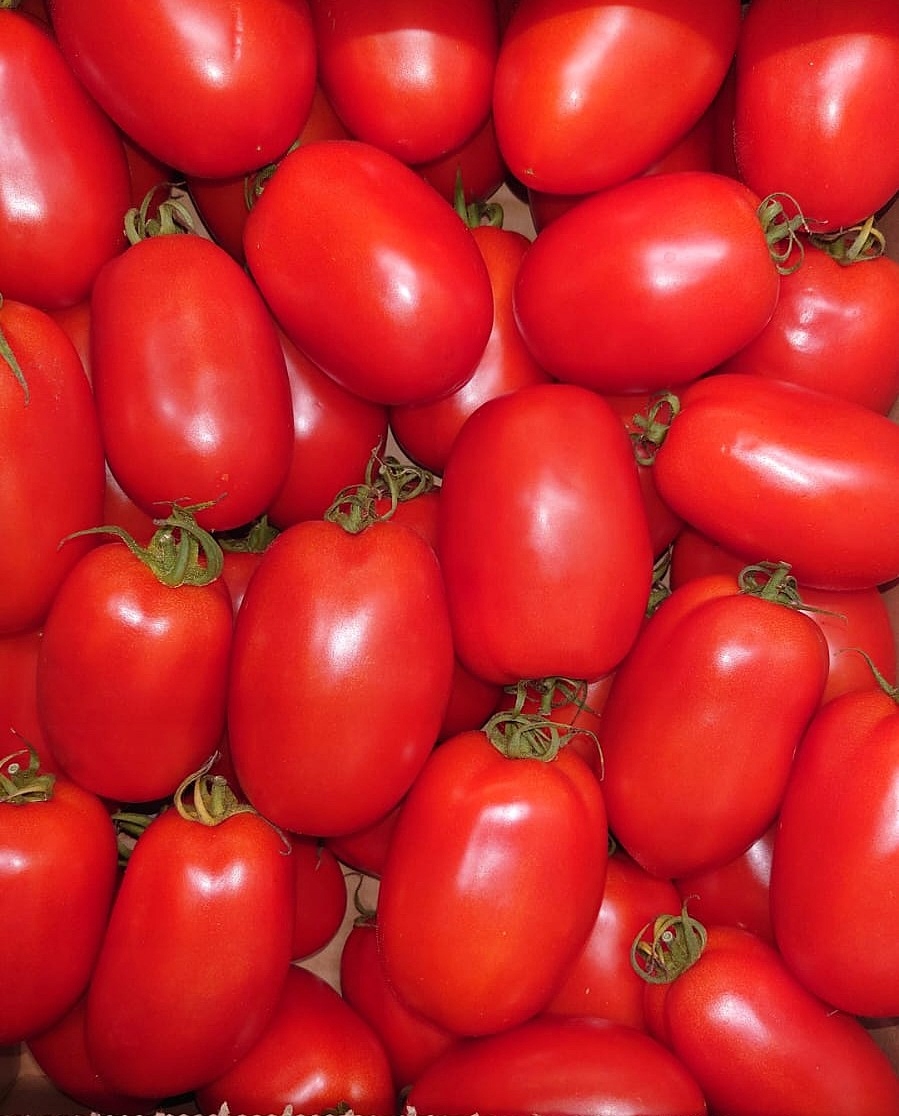 Farma z Rohoznice Pomidory owalne beczułkowate