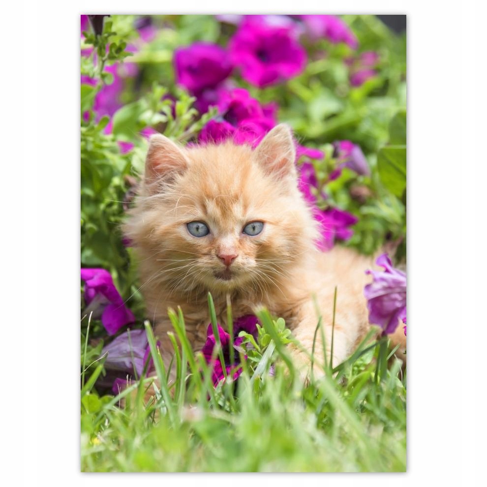 

Plakaty 50x70 Kot Kotek Kotki Koty